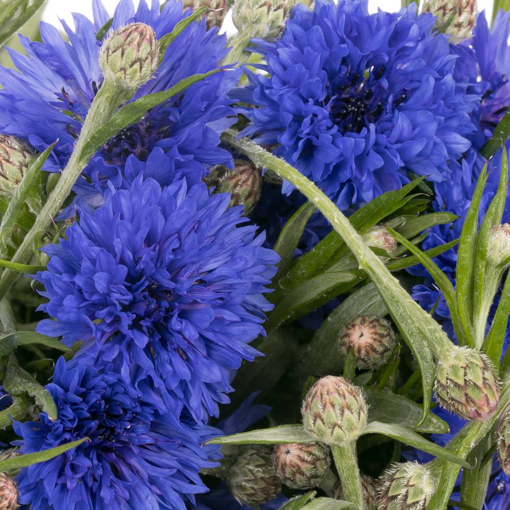 Kornblumen blau 45cm
