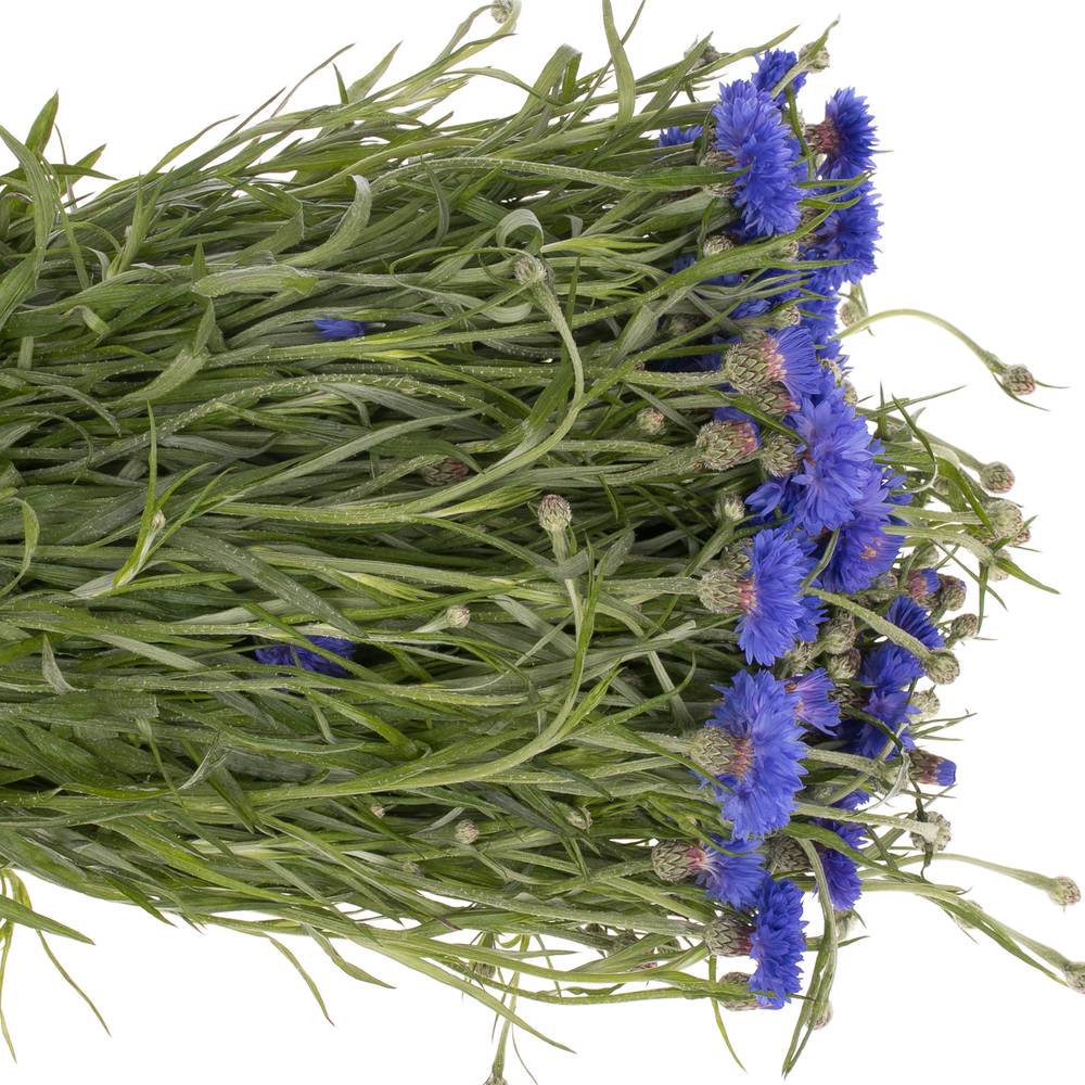Kornblumen blau 45cm