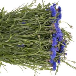 Kornblumen blau 45cm