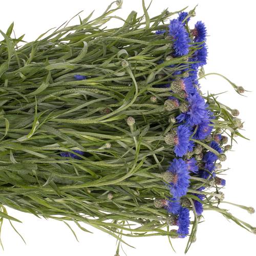 Kornblumen blau 45cm