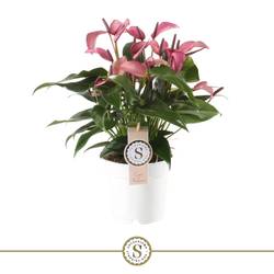 Anthurium fuchsia zizou T14 H045