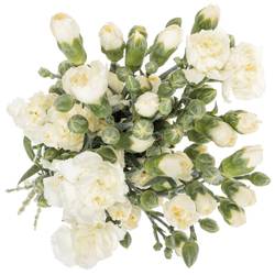 Spraynelke weiss Artic 55cm