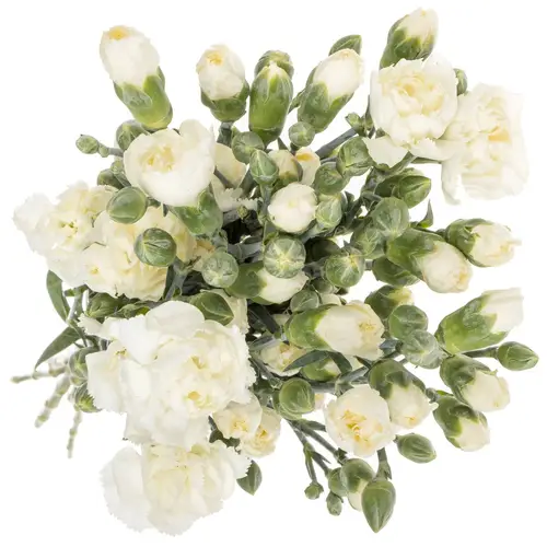 Spraynelke weiss Artic 55cm