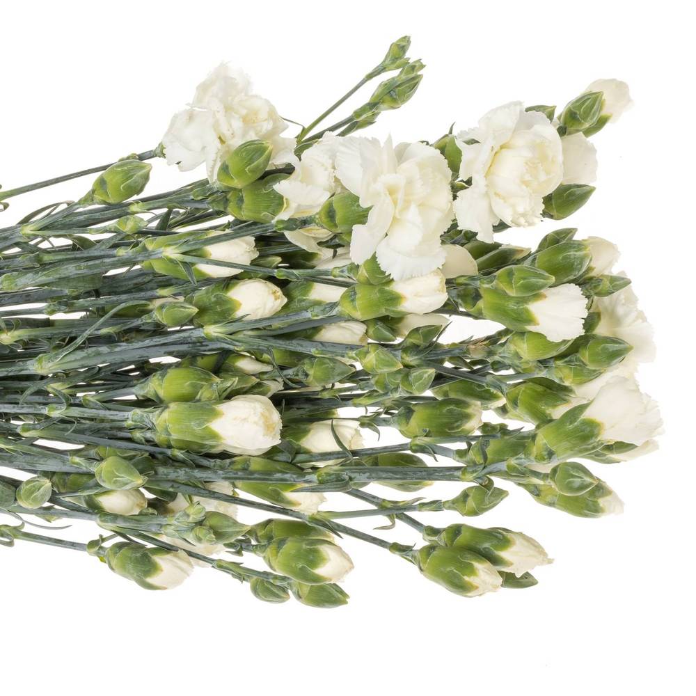 Spraynelke weiss Artic 55cm