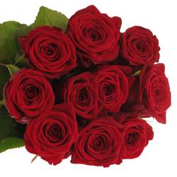 Rose rot Red Naomi (Porta) Magna 80cm