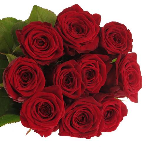 Rose rot Red Naomi (Porta) Magna 80cm