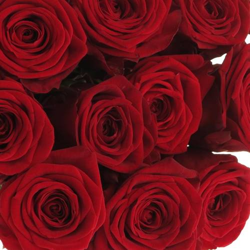 Rose rot Red Naomi (Porta) Magna 80cm