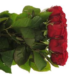 Rose rot Red Naomi (Porta) Magna 80cm