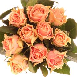 Rose rosa Sweet Tacazzi 50cm