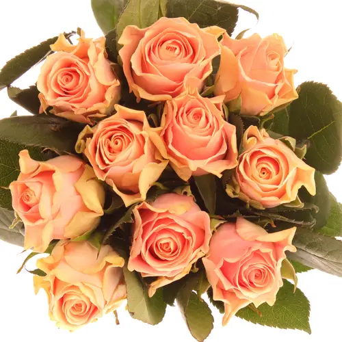 Rose rosa Sweet Tacazzi 50cm