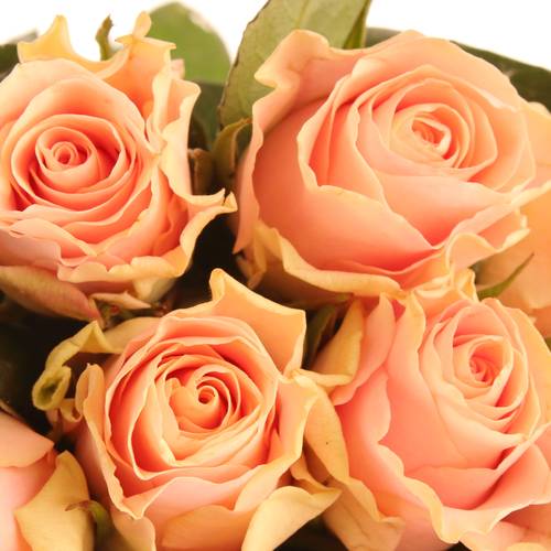 Rose rosa Sweet Tacazzi 50cm