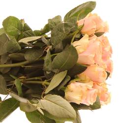 Rose rosa Sweet Tacazzi 50cm