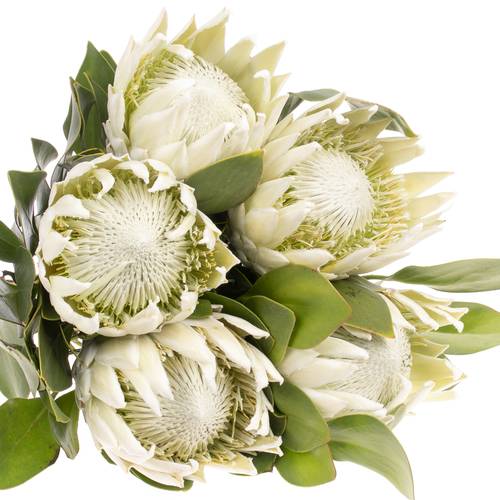 Protea weiss Arctic Ice 70cm