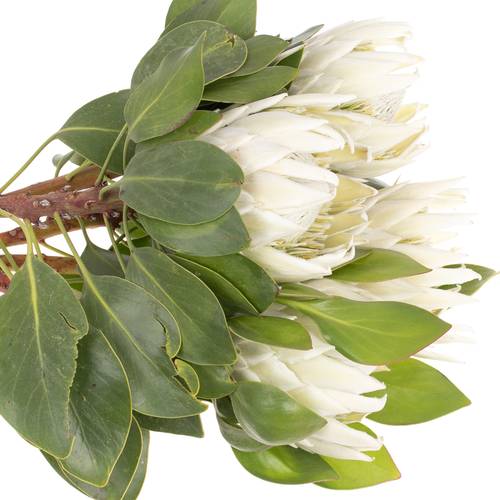 Protea weiss Arctic Ice 70cm