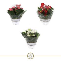 Anthurium mix Schale Exclusief T17 H030
