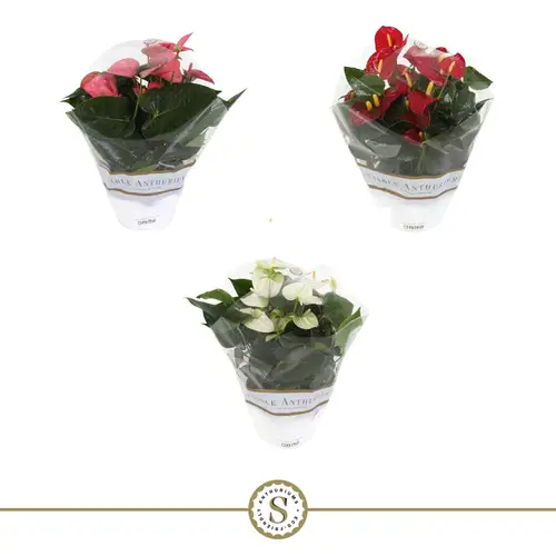 Anthurium mix Schale Exclusief T17 H030