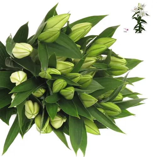 Lilie orientalisch weiss Ice Dream 5+Blüte 80cm