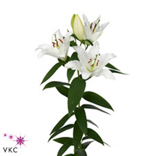 Lilie orientalisch weiss Ice Dream 5+Blüte 80cm