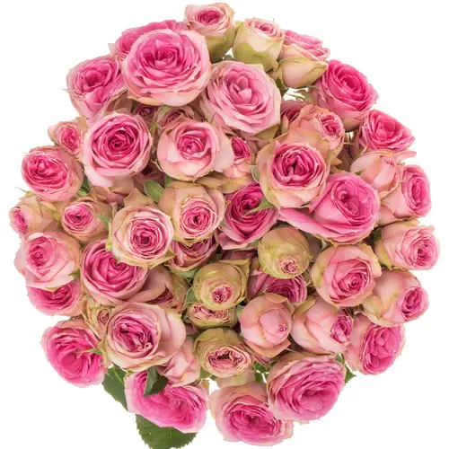 Rose verzweigt rosa Super Sensation 5+Blüte 60cm