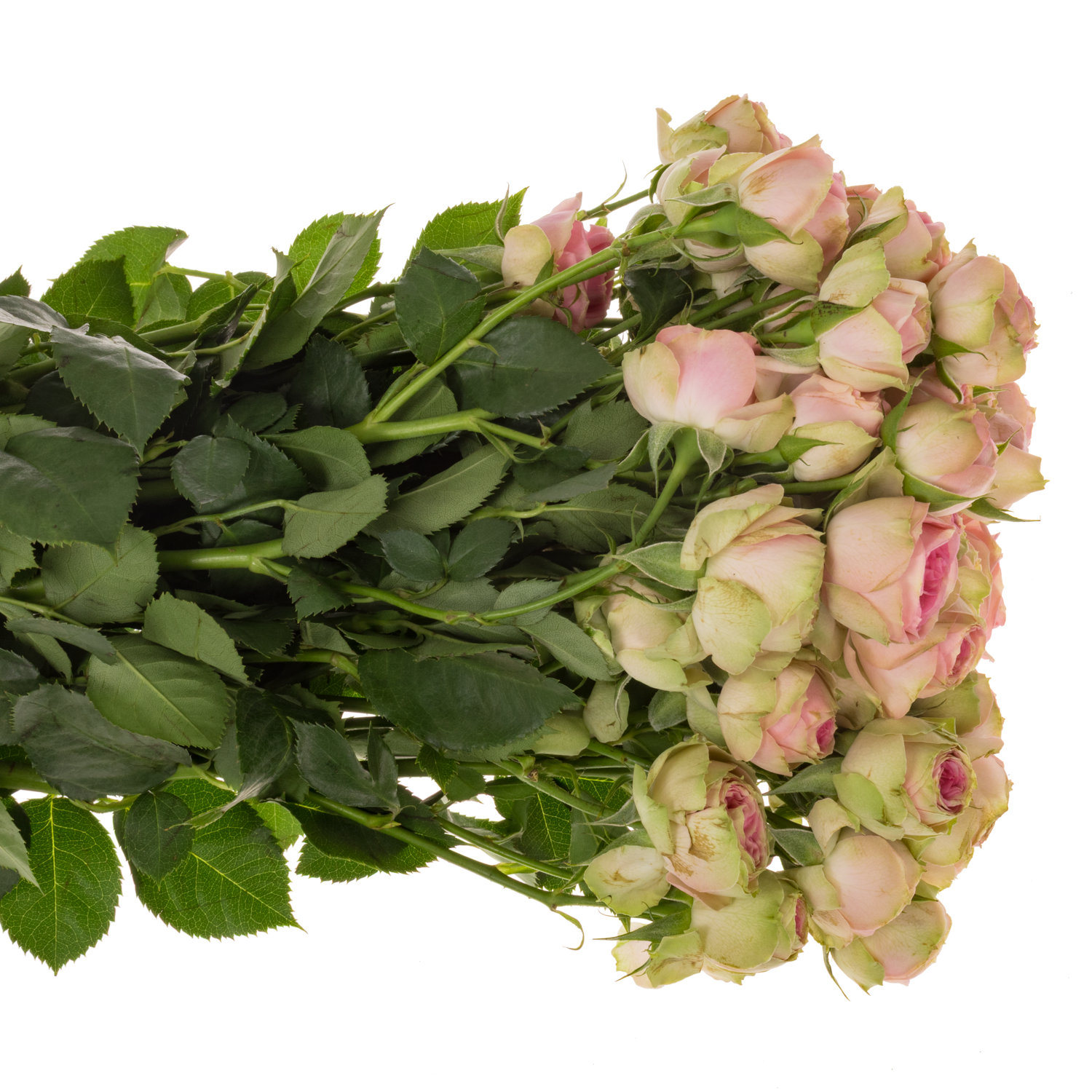 Rose verzweigt rosa Super Sensation 5+Blüte 60cm