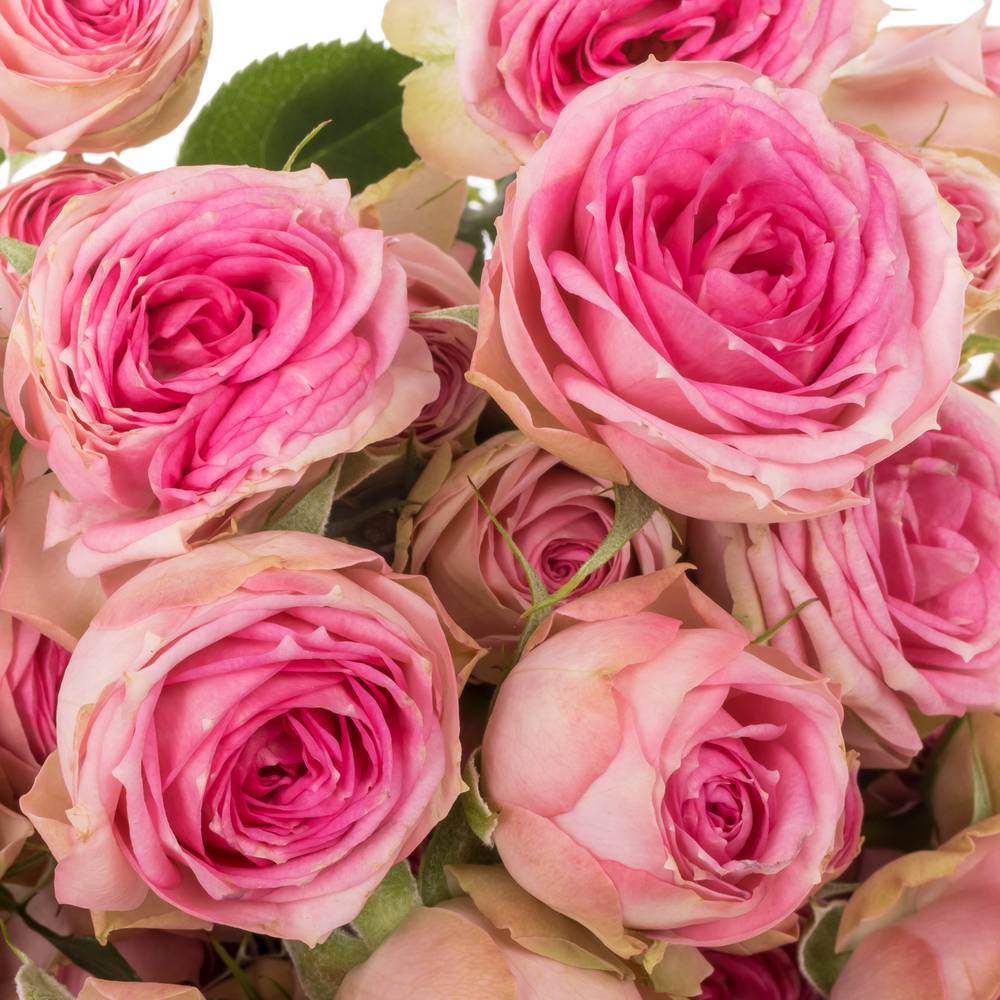 Rose verzweigt rosa Super Sensation 5+Blüte 60cm