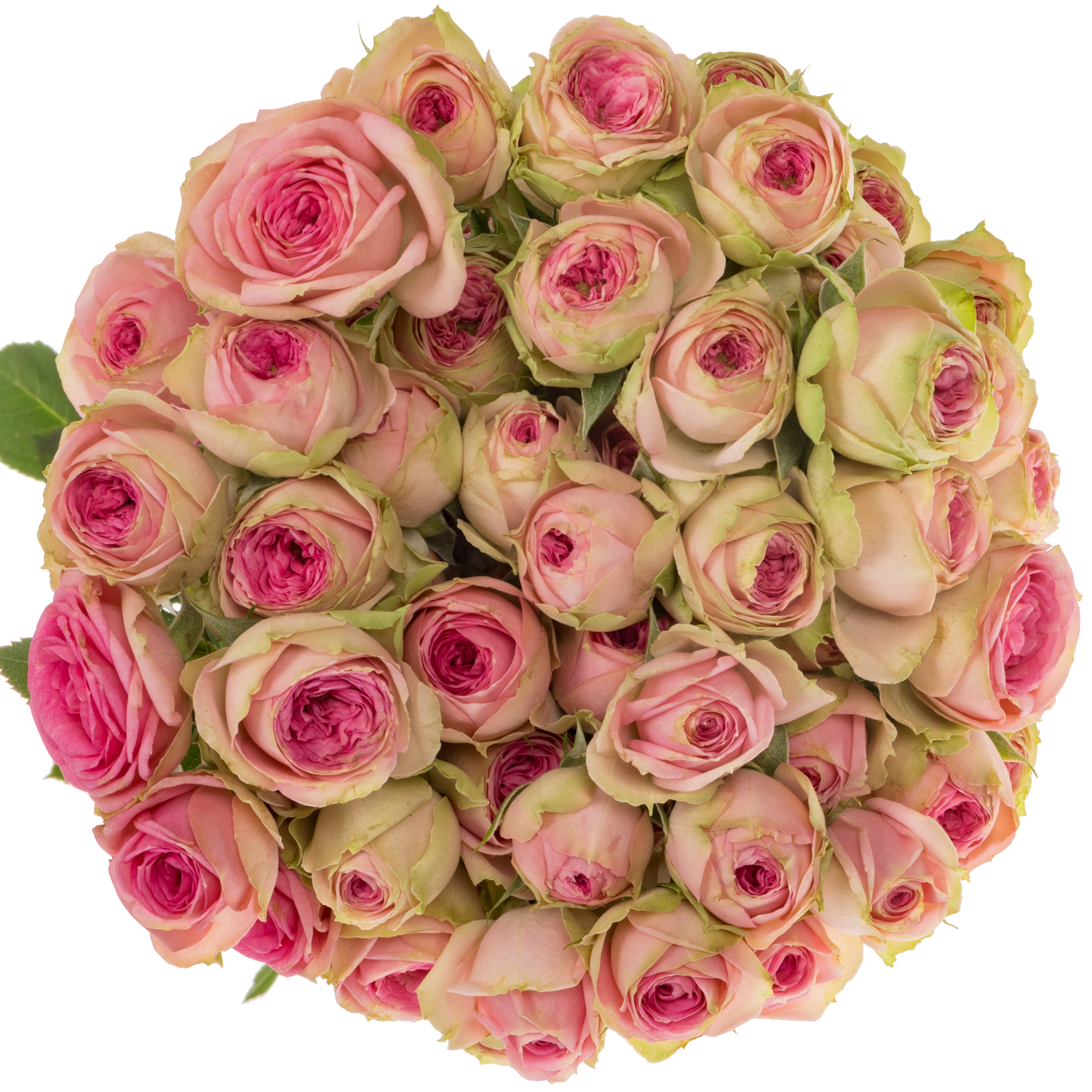 Rose verzweigt rosa Super Sensation 5+Blüte 60cm