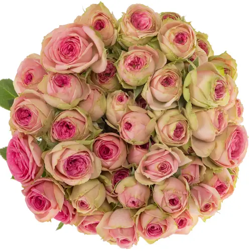 Rose verzweigt rosa Super Sensation 5+Blüte 60cm