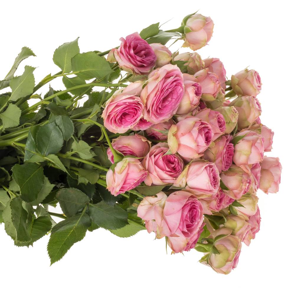 Rose verzweigt rosa Super Sensation 5+Blüte 60cm