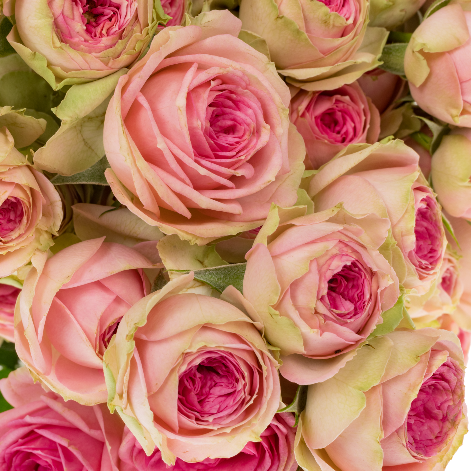 Rose verzweigt rosa Super Sensation 5+Blüte 60cm