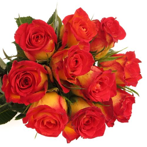 Rose gelb/rot Catch 40cm