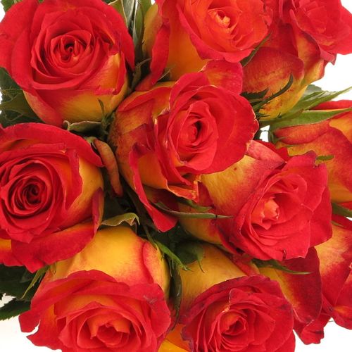 Rose gelb/rot Catch 40cm