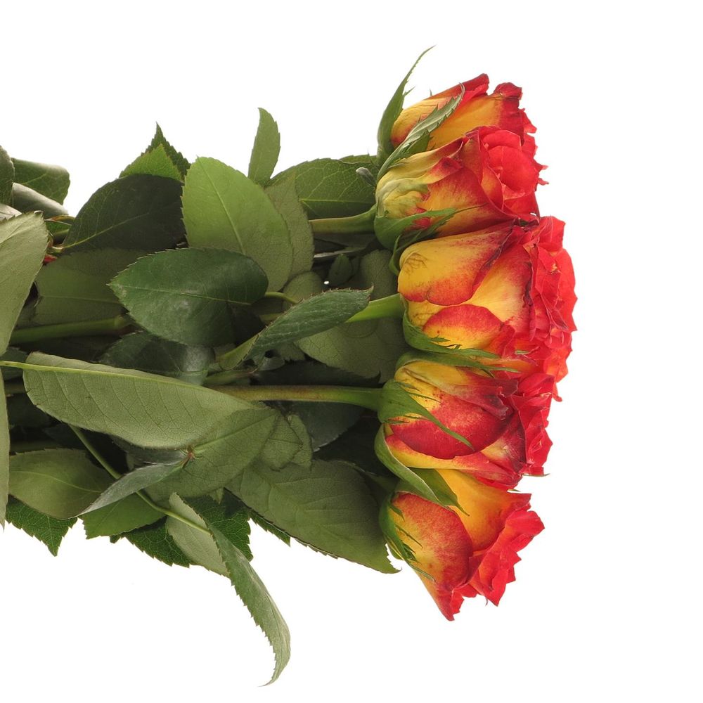 Rose gelb/rot Catch 40cm