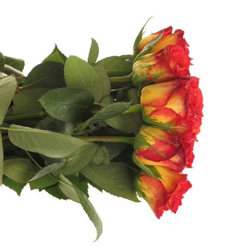 Rose gelb/rot Catch 40cm