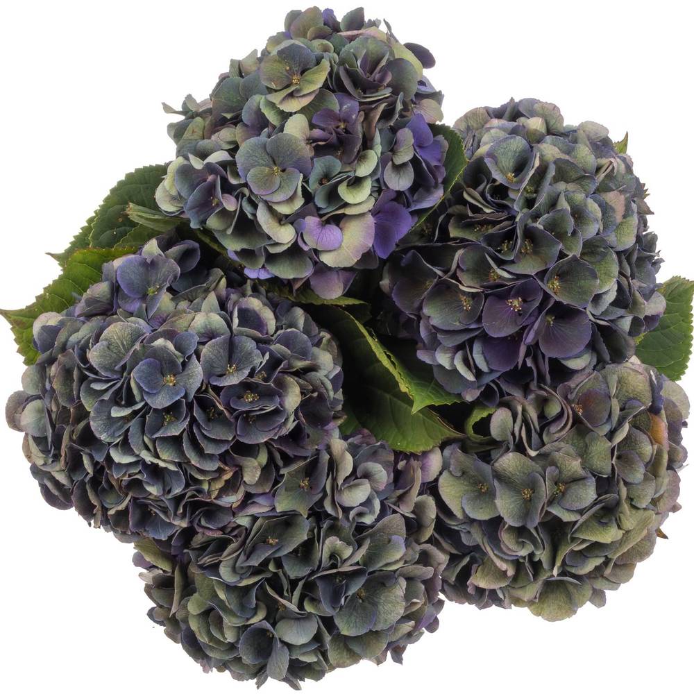 Hortensie lila Classic Royal King 19/22cm 6 Bol 16cm 60cm