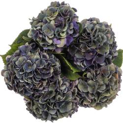 Hortensie lila Classic Royal King 19/22cm 6 Bol 16cm 60cm