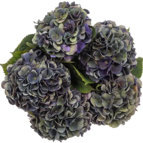 Hortensie violet/grün Royal classic King Bol 16cm 60cm