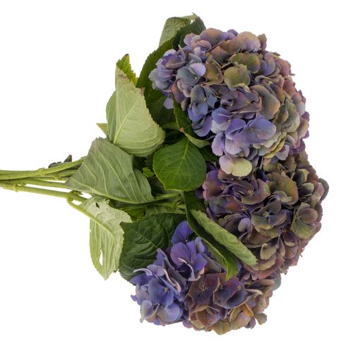 Hortensie lila Classic Royal King Bol 19/22cm 6