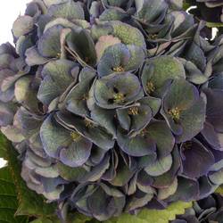 Hortensie lila Classic Royal King 19/22cm 6 Bol 16cm 60cm