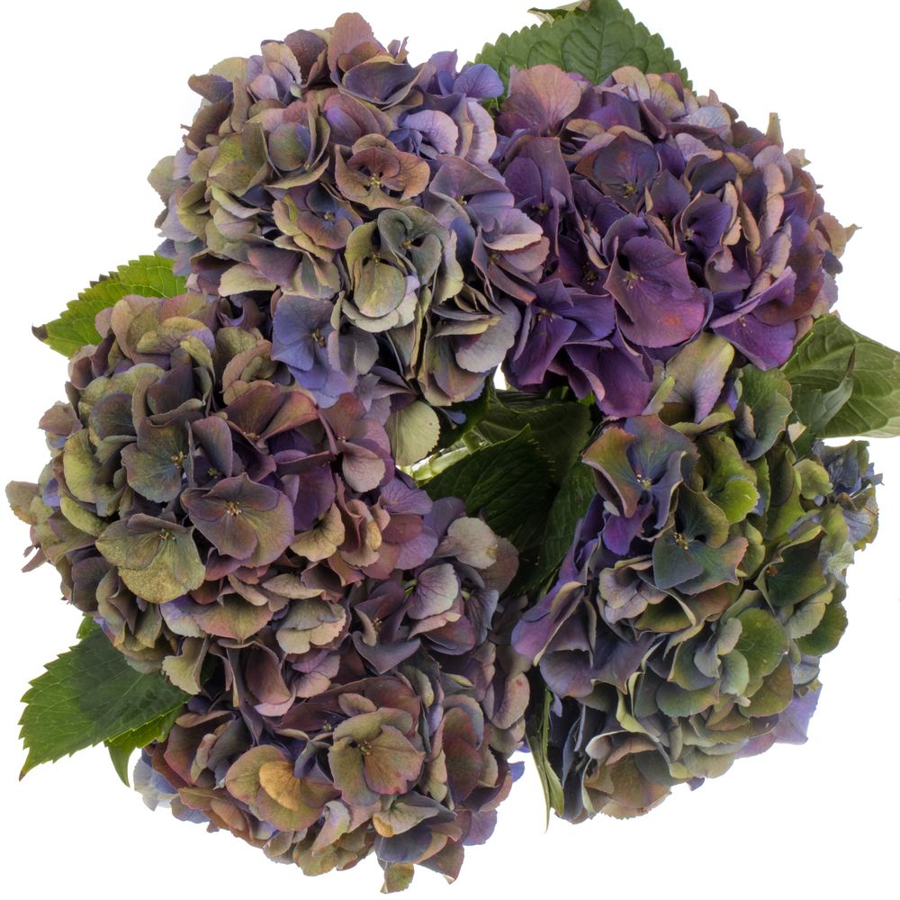 Hortensie lila Classic Royal King Bol 19/22cm 6