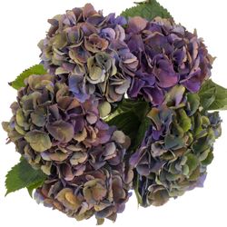 Hortensie lila Classic Royal King Bol 19/22cm 6