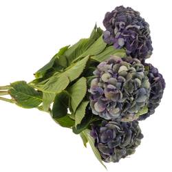 Hortensie lila Classic Royal King 19/22cm 6 Bol 16cm 60cm