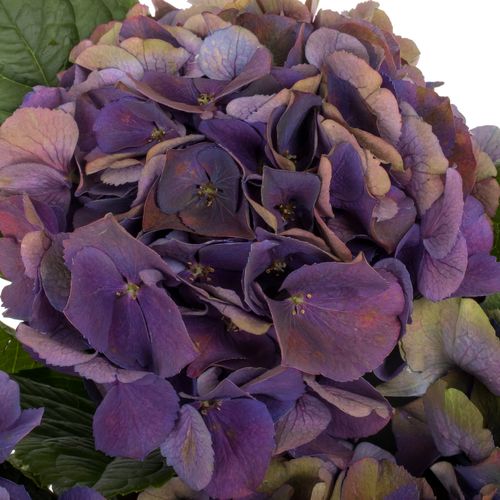 Hortensie lila Classic Royal King Bol 19/22cm 6