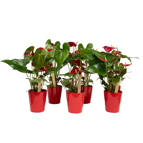 Anthurium rot Nevada im Keramik Übertopf rot T12 H035