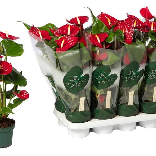 Anthurium rot Nevada im Keramik Übertopf rot T12 H035