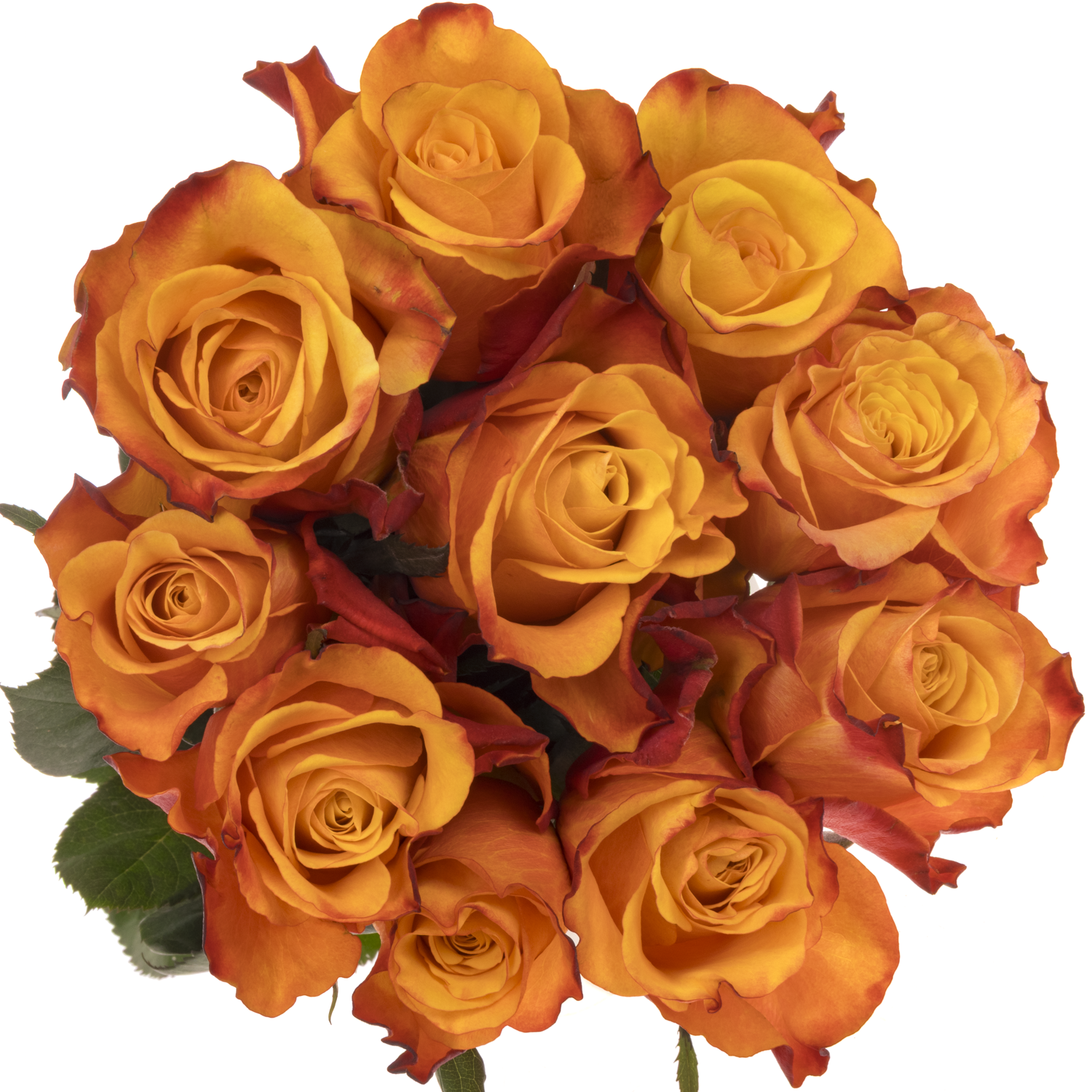 Rose orange/rot Fire Fly 60cm