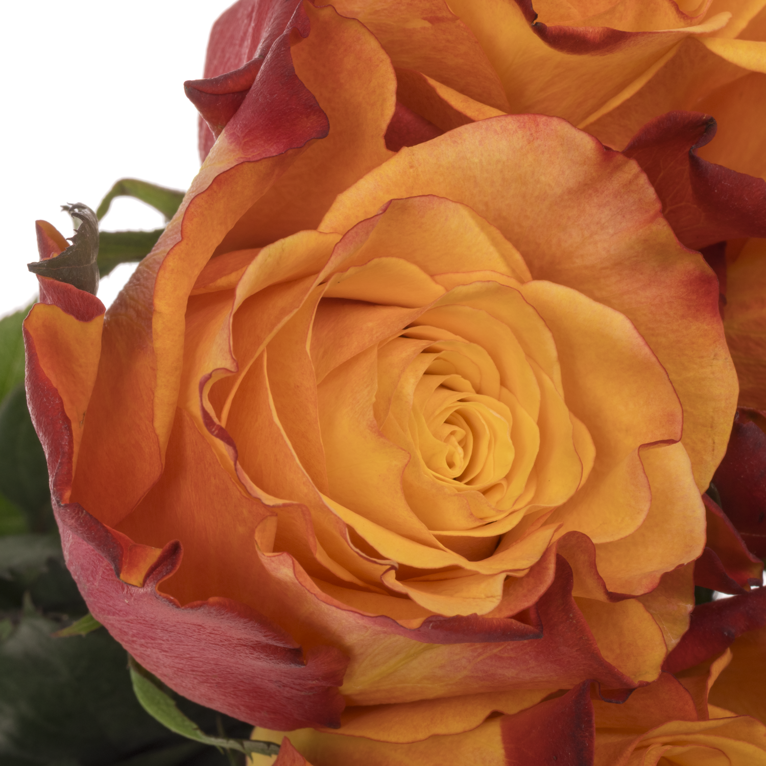 Rose orange/rot Fire Fly 60cm