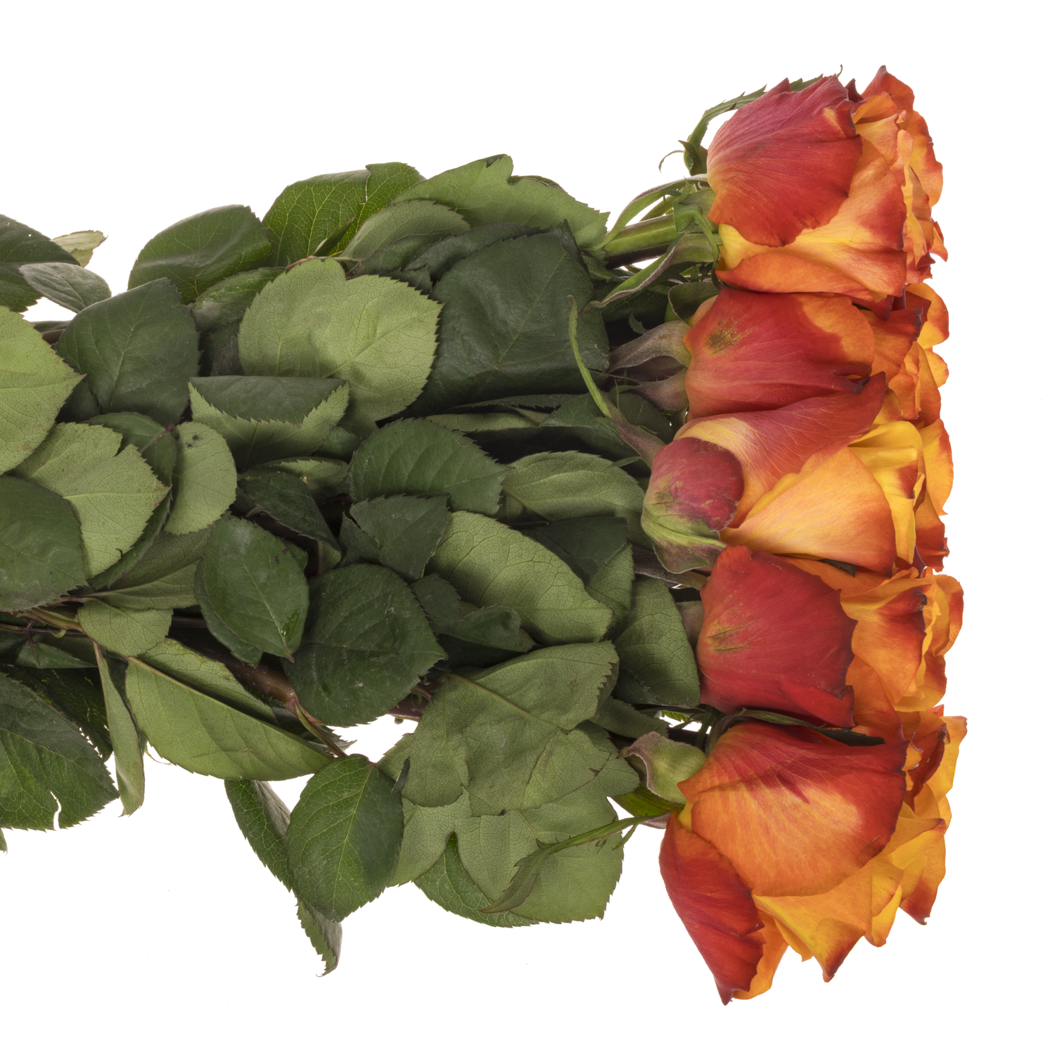 Rose orange/rot Fire Fly 60cm