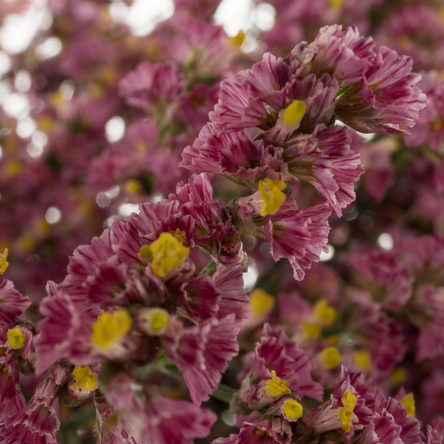 Limonium rot Scarlet Diamond 24 Gramm 75cm