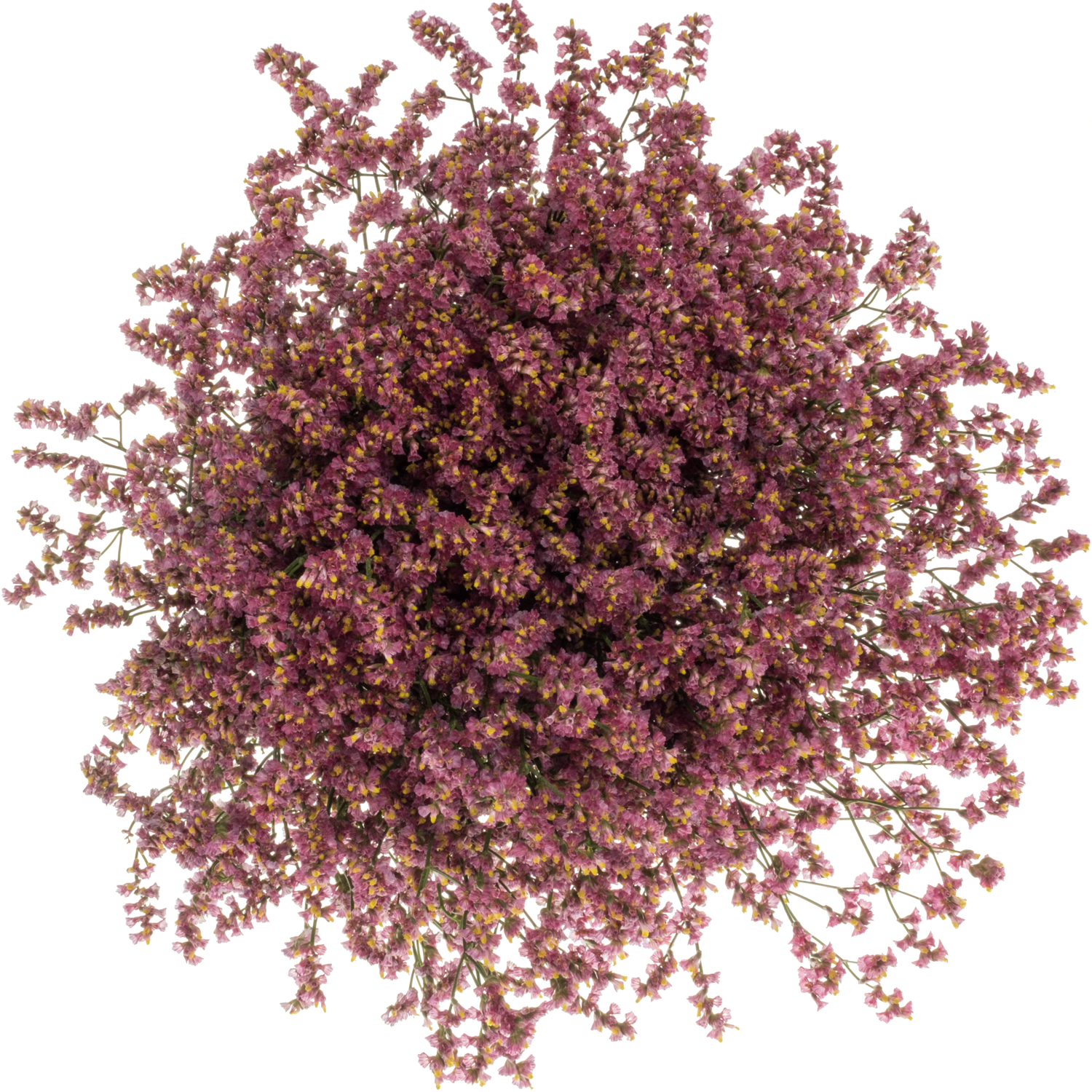 Limonium rot Scarlet Diamond 24 Gramm 75cm