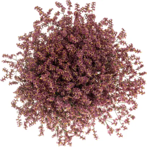 Limonium rot Scarlet Diamond 24 Gramm 75cm